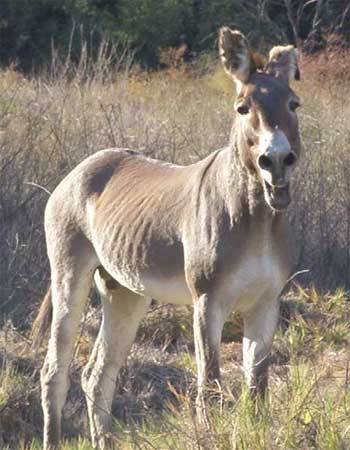 wild burro